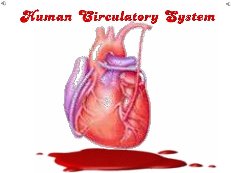 Transport system of human body