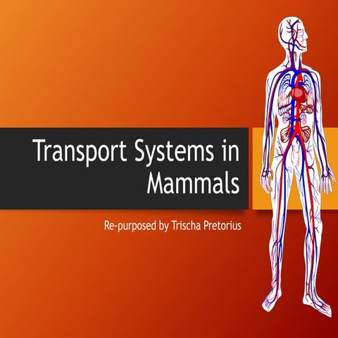 Transport Systems in Mammals