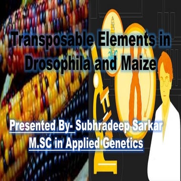 Transposable elements in Maize And Drosophila