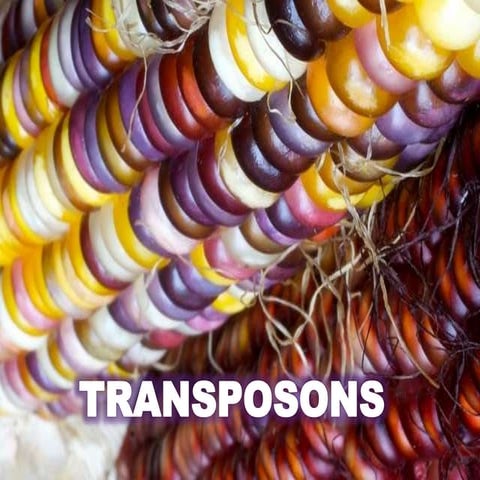 TRANSPOSONS ;THE JUMPING GENES