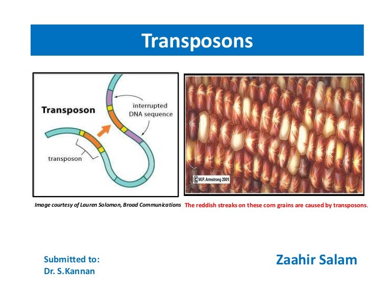Transposons(jumping genes)