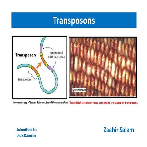 Transposons(jumping genes)