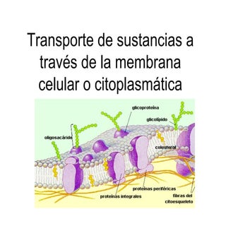 Transprte de sustancias 1