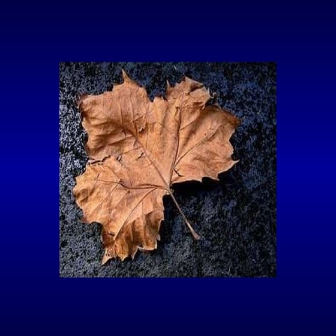 Transtornos comportamentais em demências