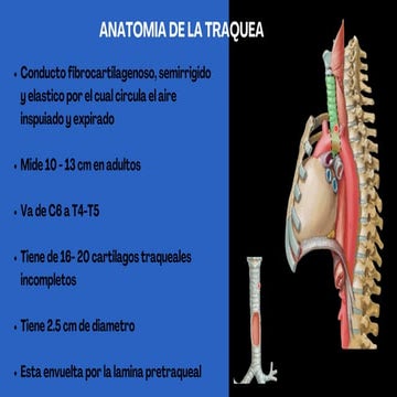 Anatomía detallada de la tráquea: estructura, irrigación e inervación | PDF