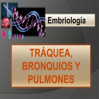 Embriología de Traquea, bronqios y ...