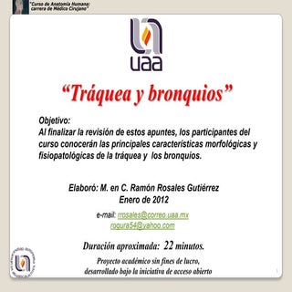 Traquea bronquios