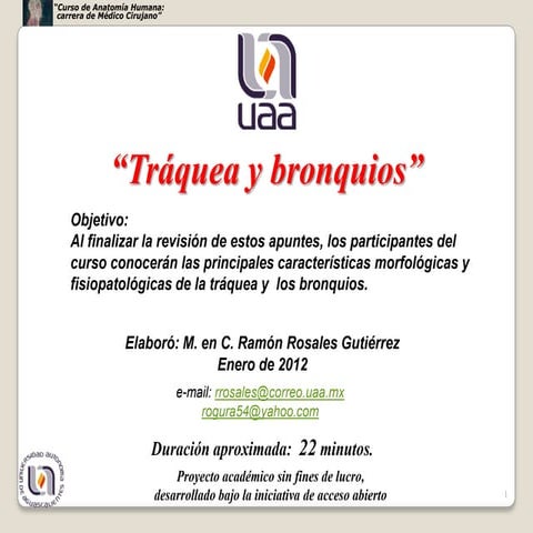 Traquea bronquios