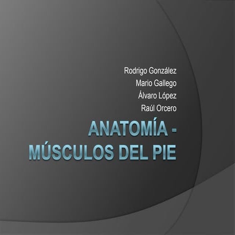 anatomía: músculos del pie