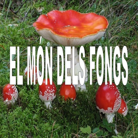 Treball: fongs i bolets. Curs:2010 2011