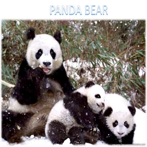 Panda bear | PPTX