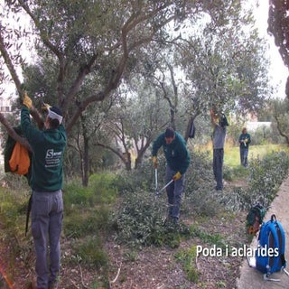 Treballs forestals a la zona del Tr...