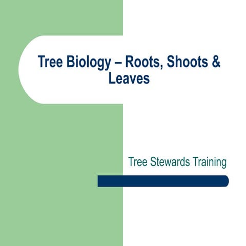 Tree Anatomy – Roots, Shoots &amp; Leaves
