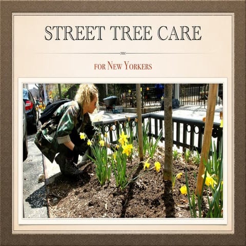 Street Tree Care for New Yorkers | PDF