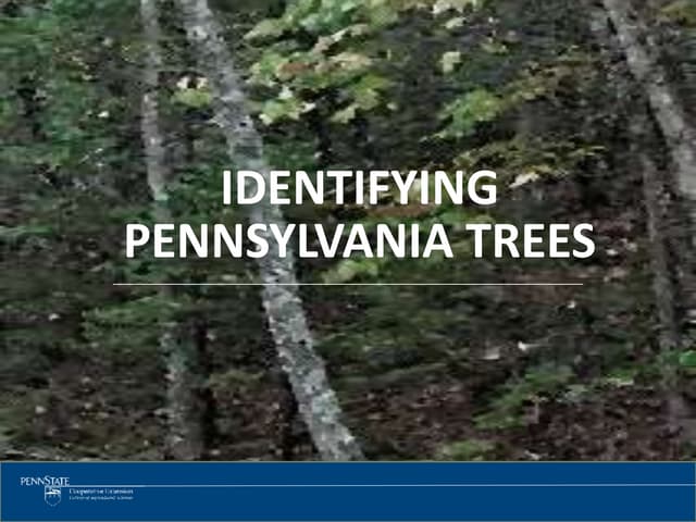 Tree identification