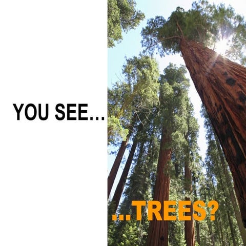 You see trees?
