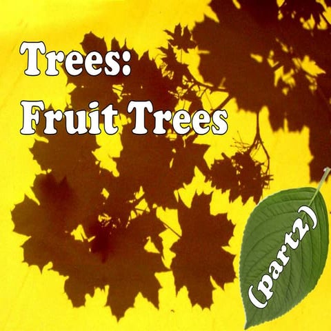 Trees (Part 2): Fruit Trees