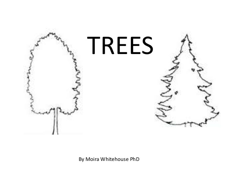 Trees, deciduous and coniferous (teach)