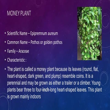 Decorative foliage plant dracaena | PPT