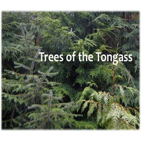 Trees Of The Tongass