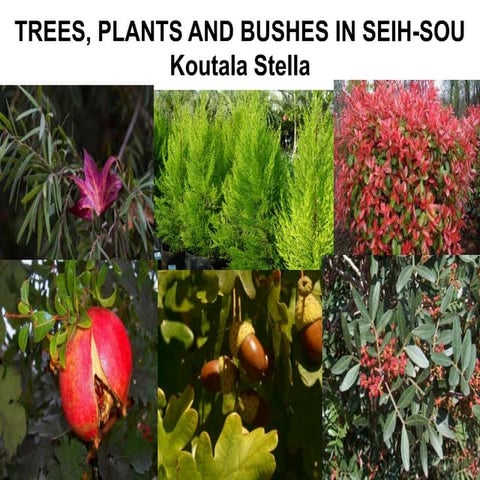 Presentation on Silvan Features of Mulberry (Tunt) in Bangladesh | PPTX