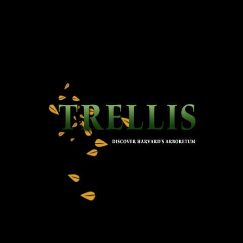 Trellis