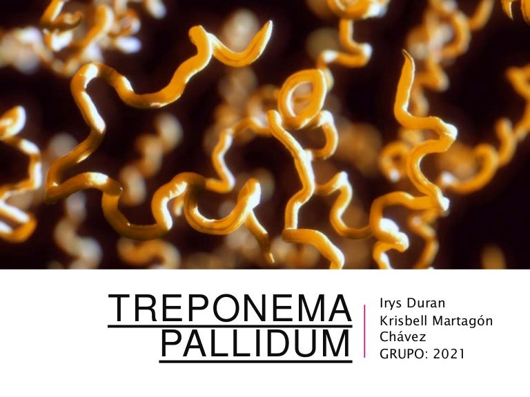 Treponema pallidum