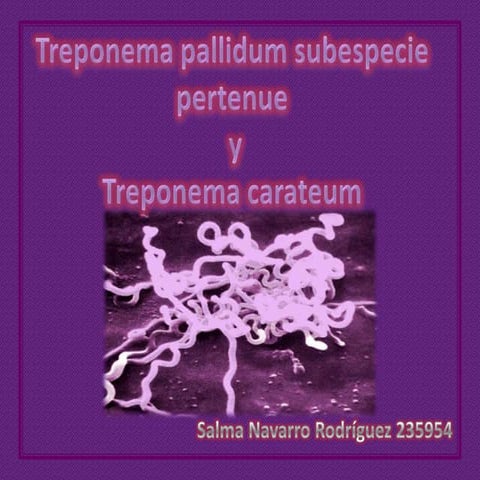Treponema Pallidum Microbiología