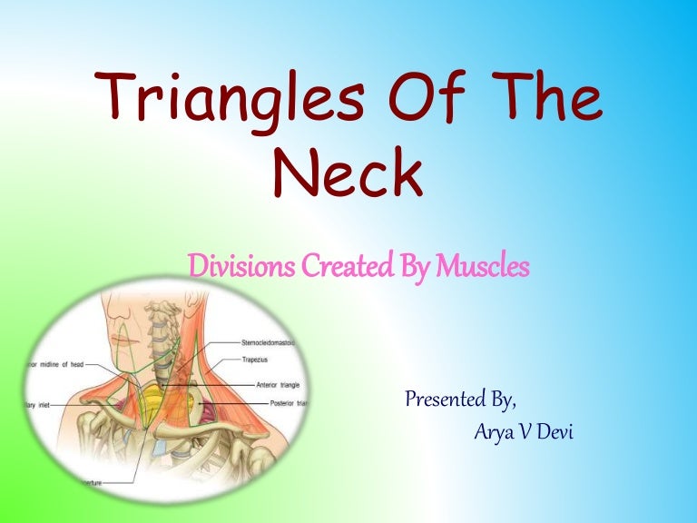 Triangles of the neck
