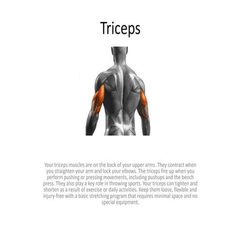 Burgener weightlifting Progression - Basics | PDF