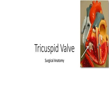 Noninvasive Assessment of Right Ventricle and Tricuspid Valve | PDF