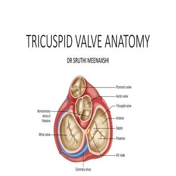 TRICUSPID VALVE ANATOMY BY SRUTHI MEENAXSHI