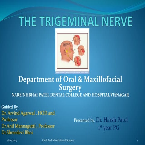 Trigeminal Nerve Anatomy