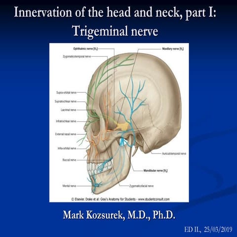 trigeminal nerve.ppt