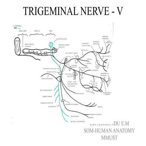 TRIGEMINAL NERVE and its course intracranially.pptx