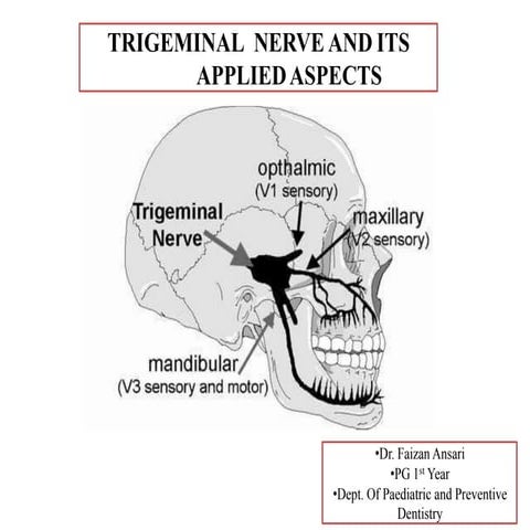 Trigeminal nerve final