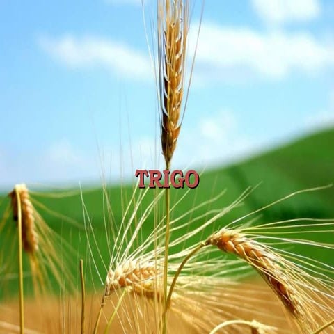 Trigo