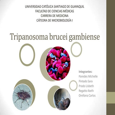 Tripanosoma brucei gambiense