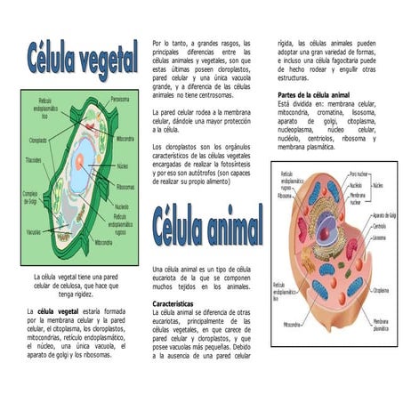 Triptico celula animal y vegetal