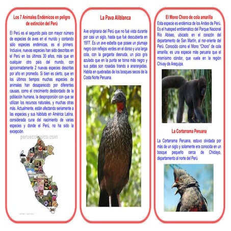 Triptico de animales en peligro de extincion del peru