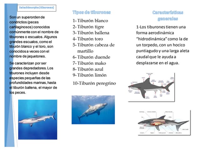 Datos Del Hábitat Del Gran Tiburón Blanco Para Niños
