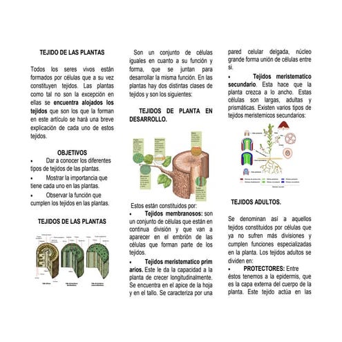 Triptico tejidoplantas