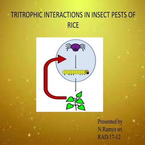 TRITROPHIC INTERACTIONS IN INSECT PESTS OF RICE