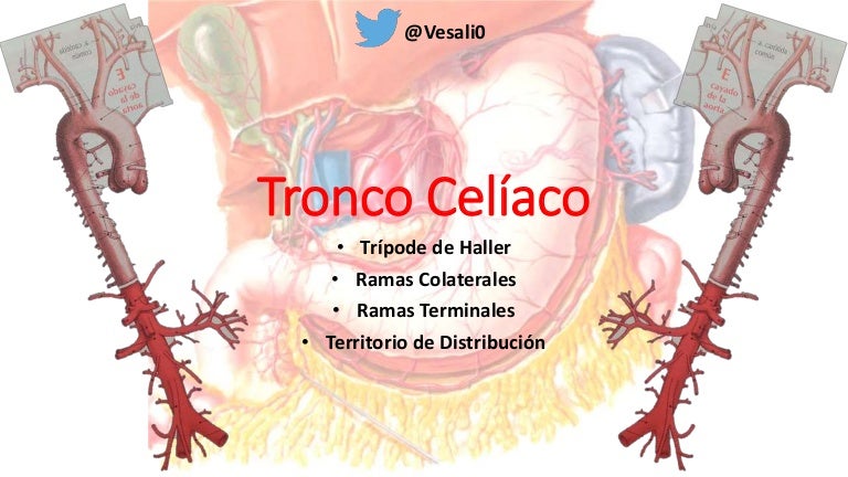 Tronco Celiaco Y Sus Ramas
