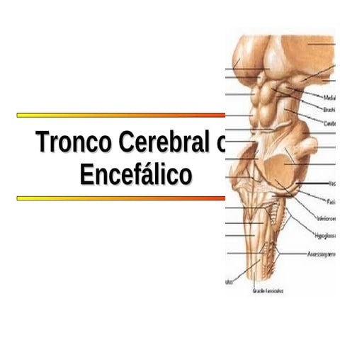 Tronco cerebelo