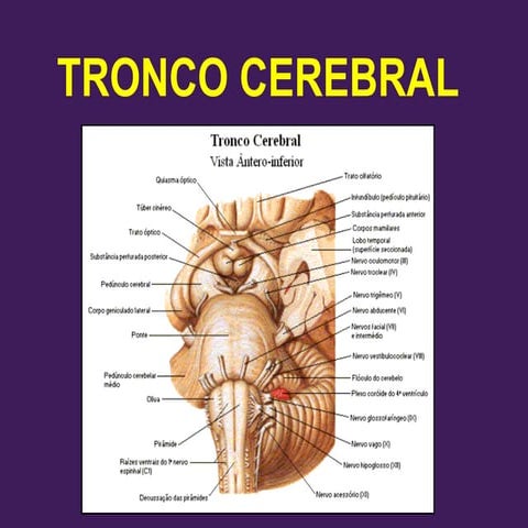 Tronco cerebral