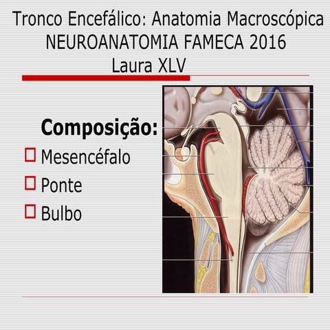 Tronco Encefálico - Macroscopia - Neuroanatomia FAMECA 