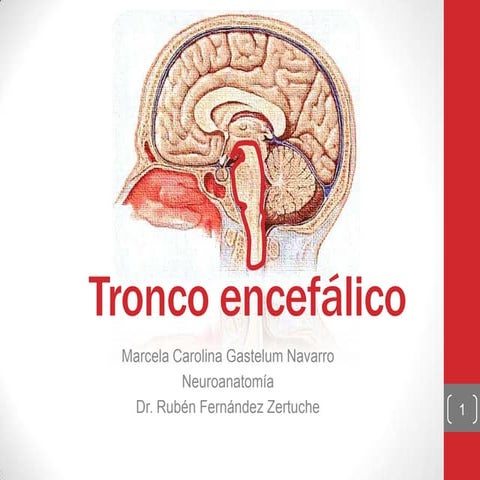 Tronco encefálico