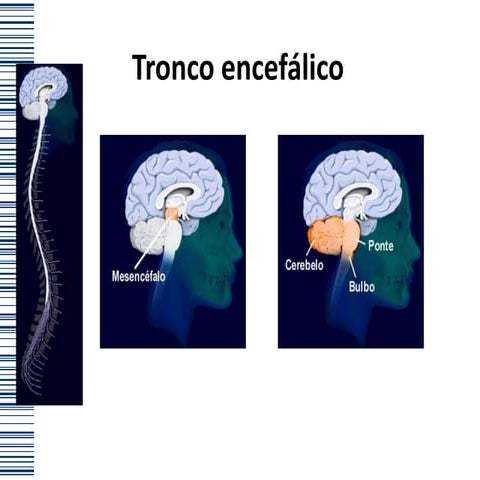 Tronco encefálico 