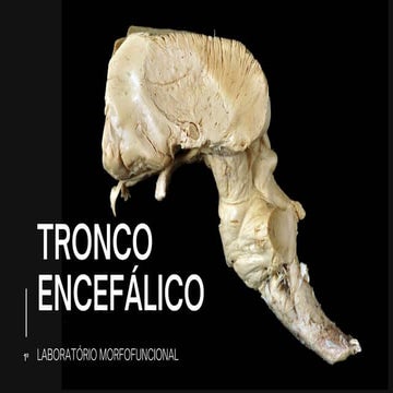 TRONCO ENCEFÁLICO_compressed.pdf - estruturas anatômicas